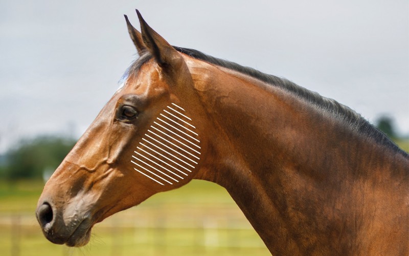 Zona mandíbula caballo