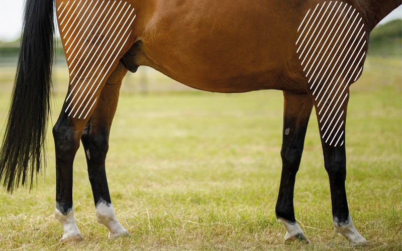 tendones caballo