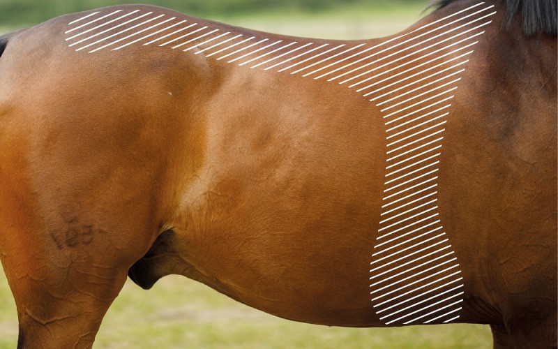 zona asiento caballo