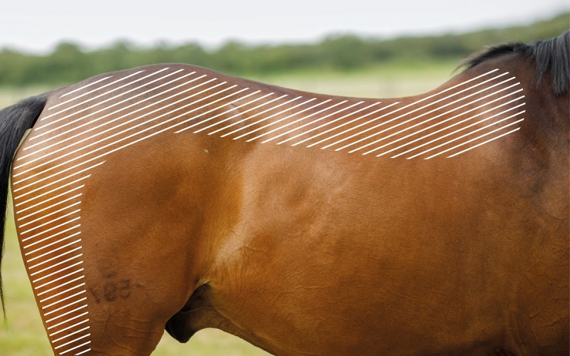 zona espalda dolor miofascial caballo