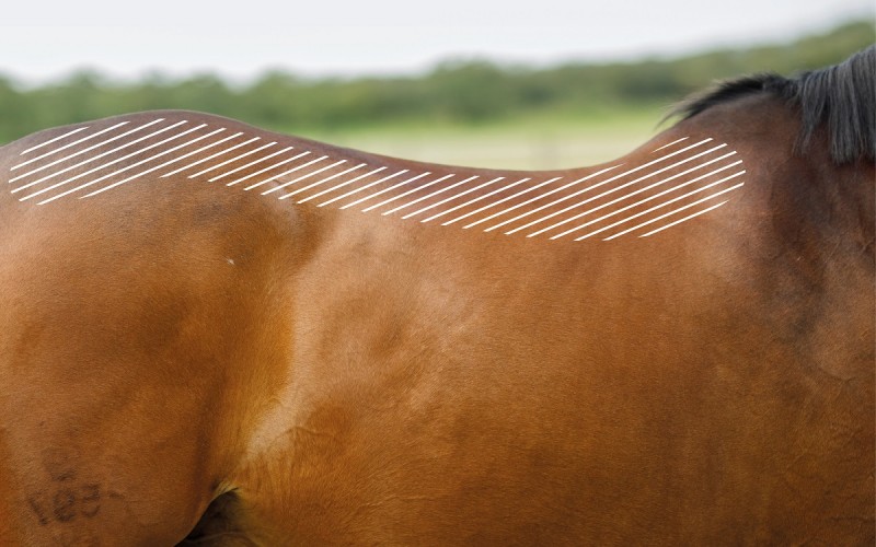 zona espina dorsal caballo