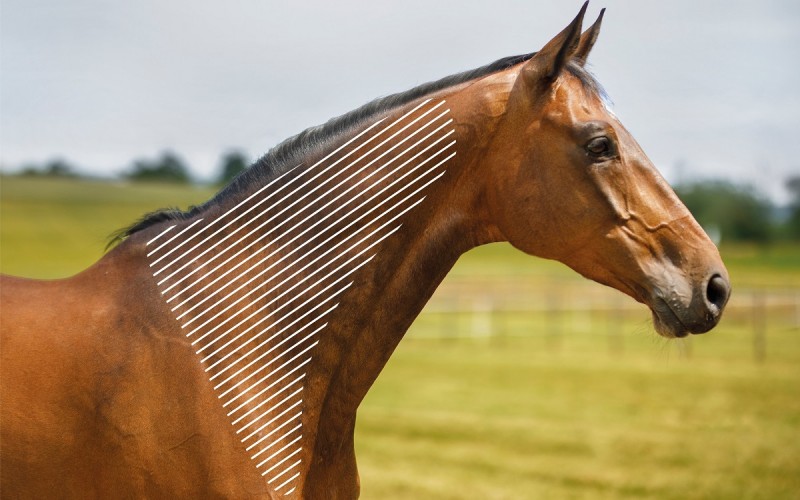 zona miofascial caballo