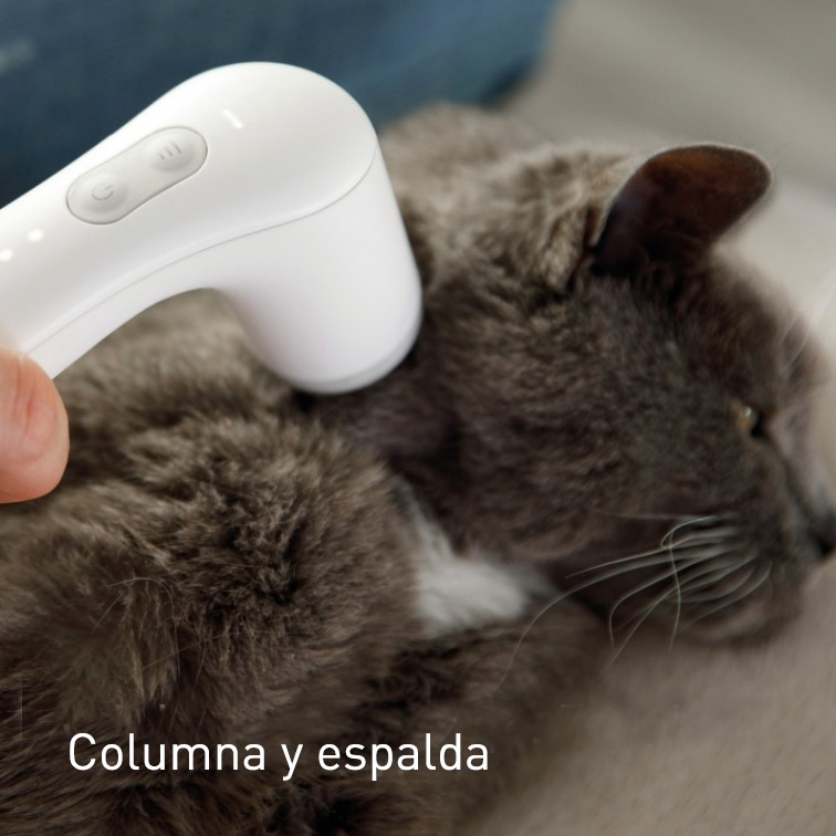 Terapia vibracional para la columna del gato
