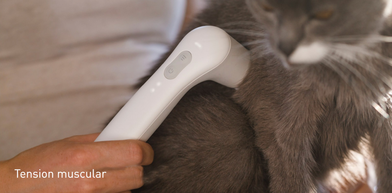 Terapia vibracional para aliviar la Tension musucular del gato