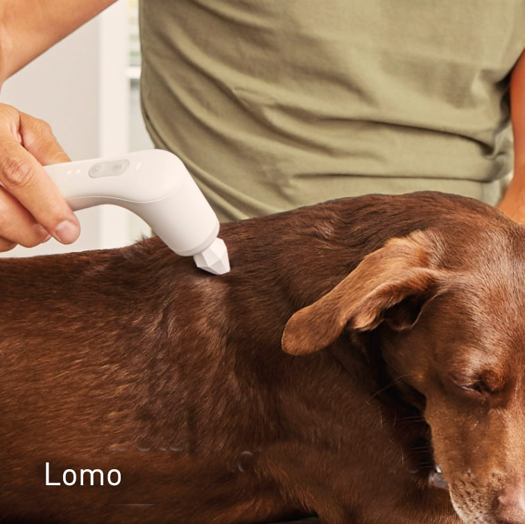 Terapia vibracional Lomo del perro