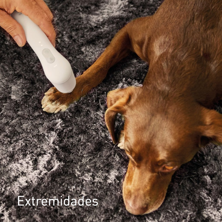 Terapia vibracional Extremidades del perro