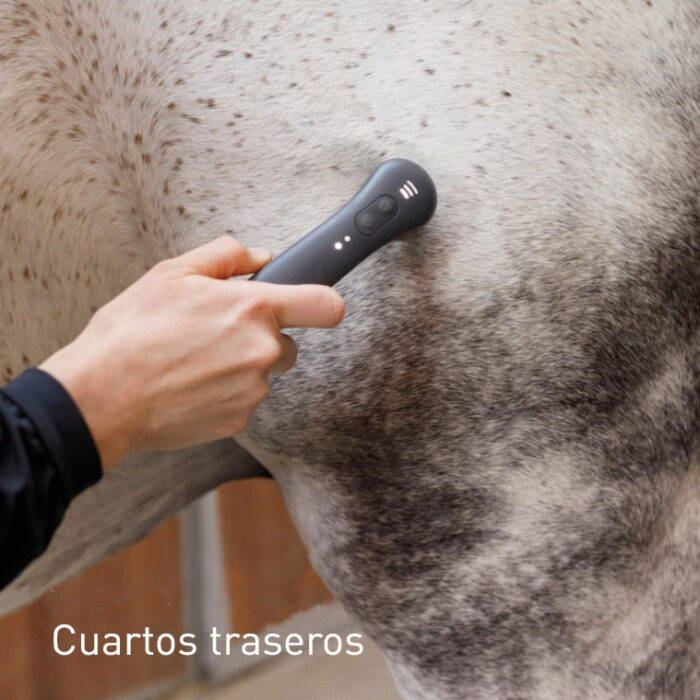 Terapia vibracional cuartos traseros del caballo