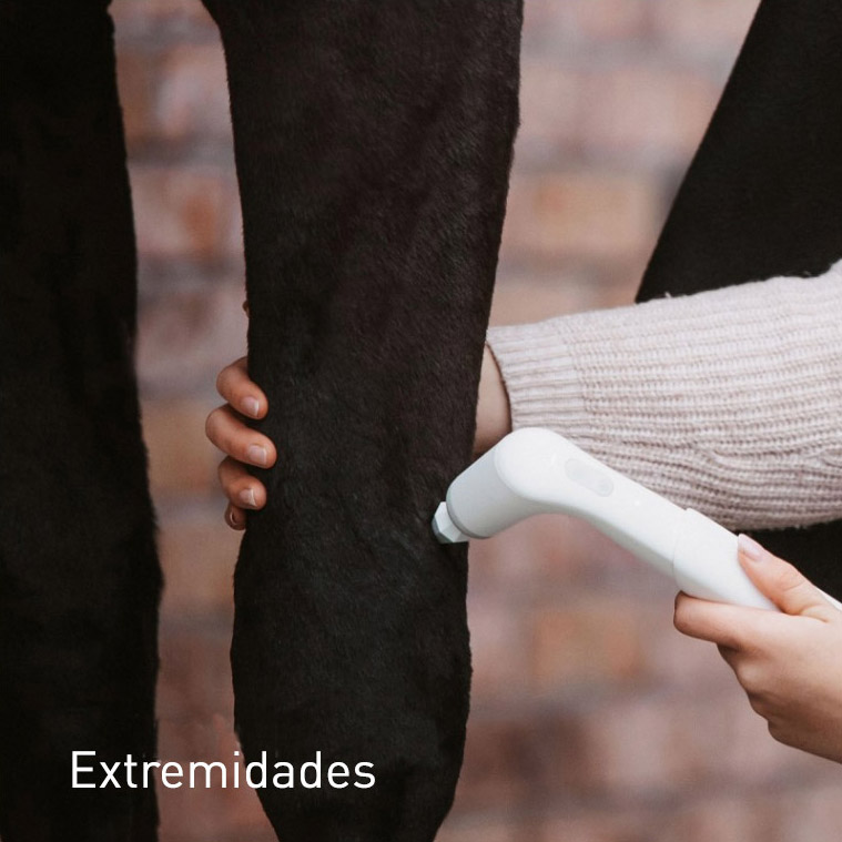 Terapia vibracional Extremidades caballo